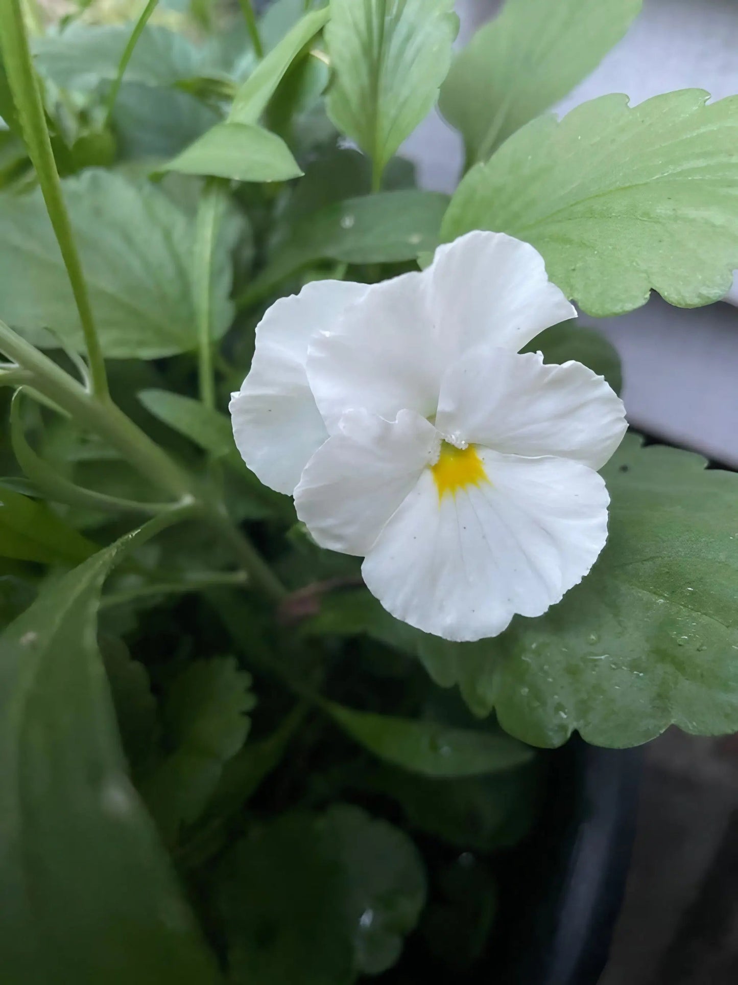 Viola Cornuta Large Flower Mix