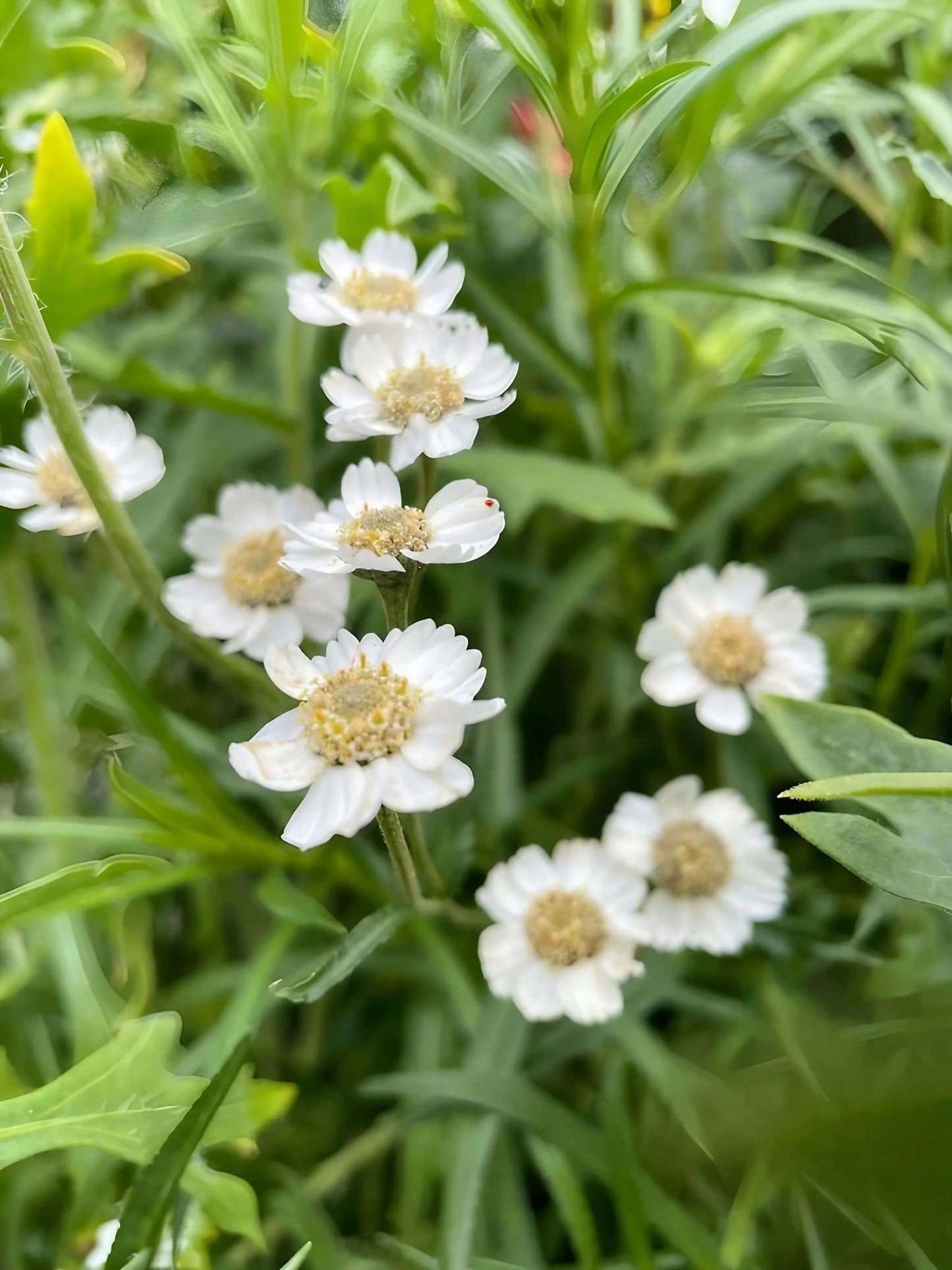 Achillea ptarmica Ballerina