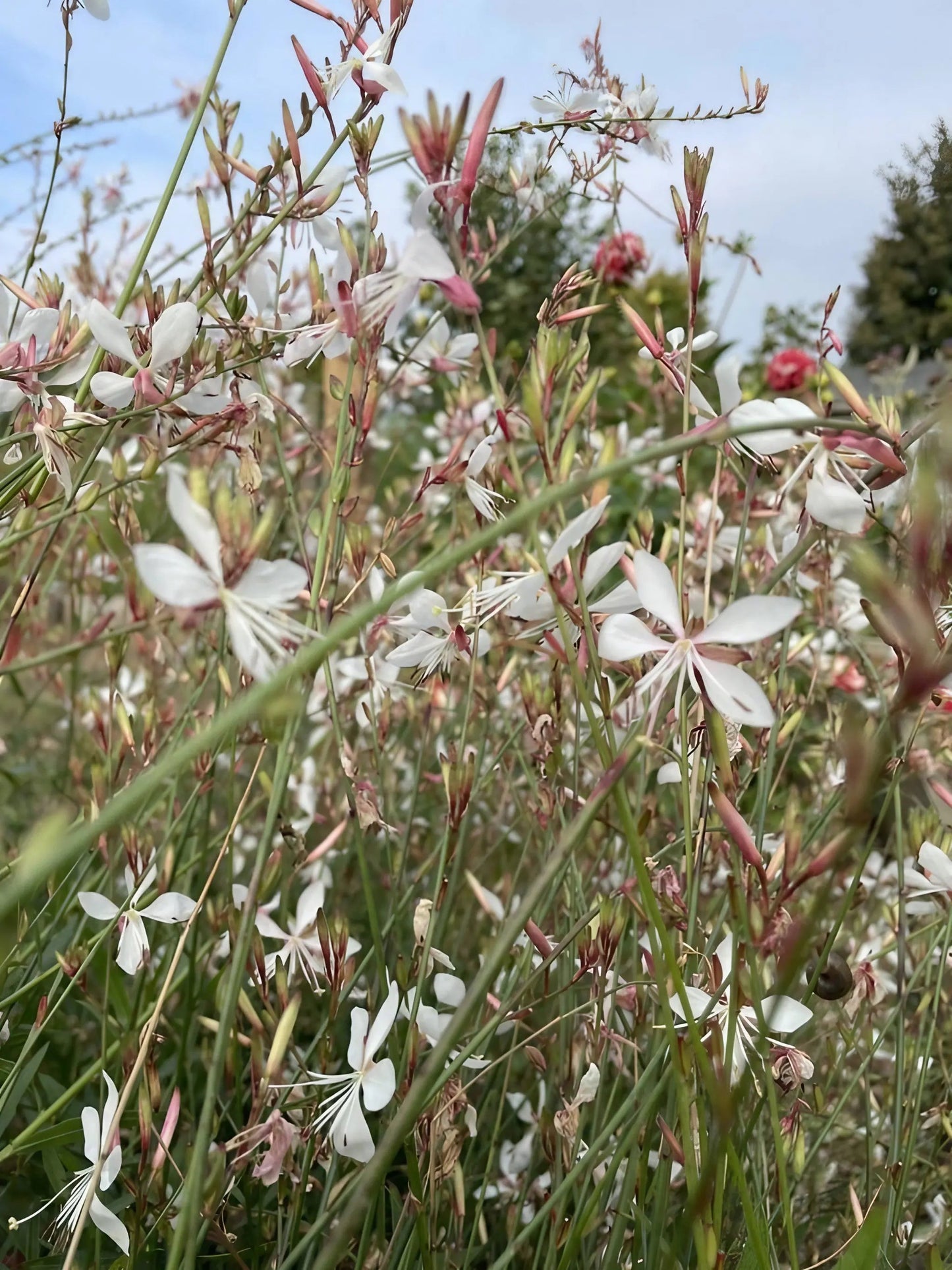 Gaura lindheimeri 'The Bride'