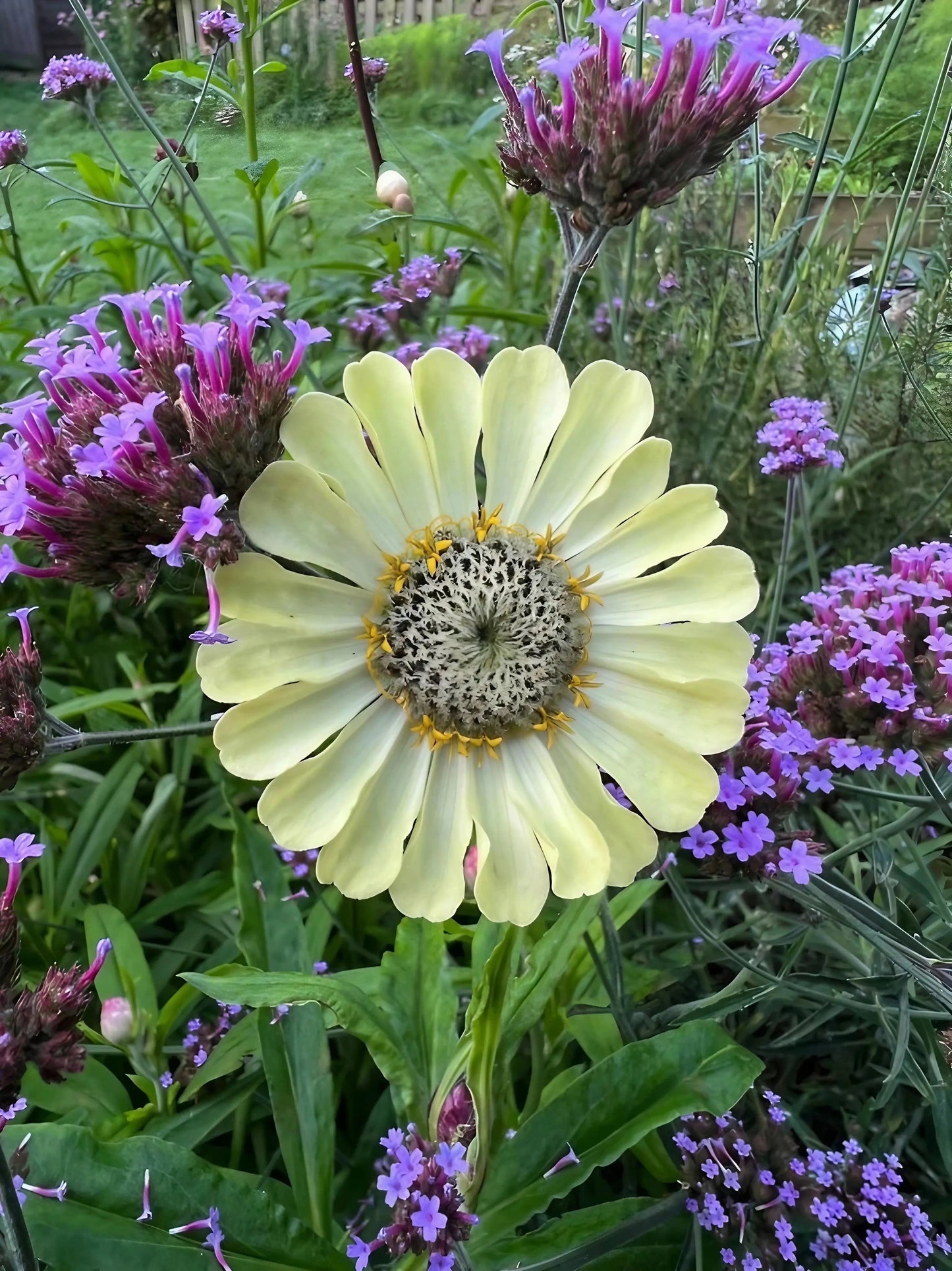 Zinnia Green Envy
