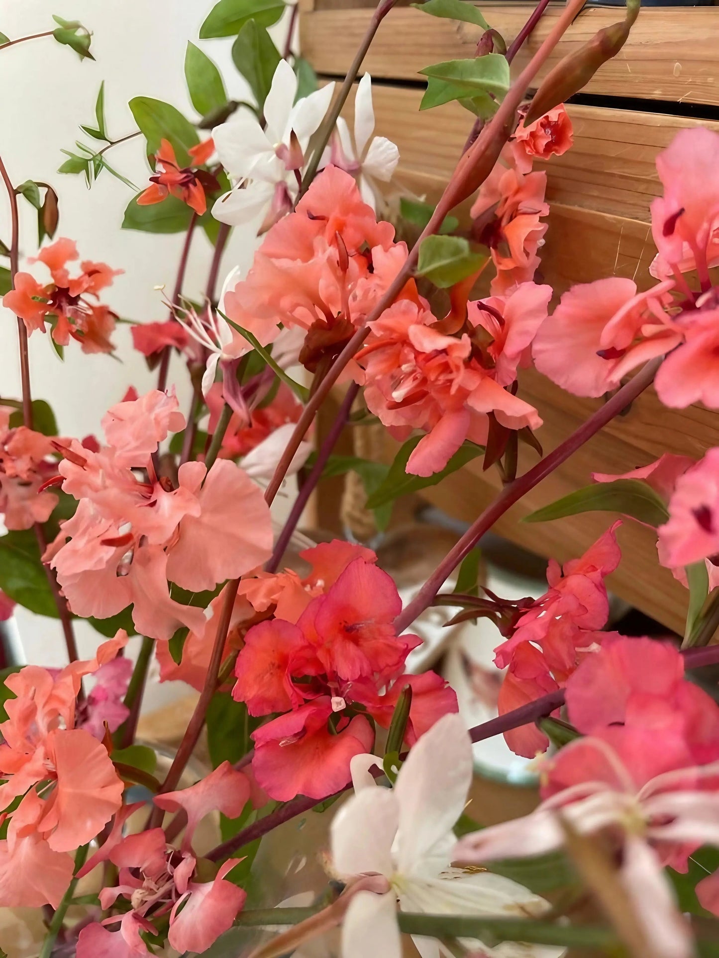 Clarkia Crown Double Mix