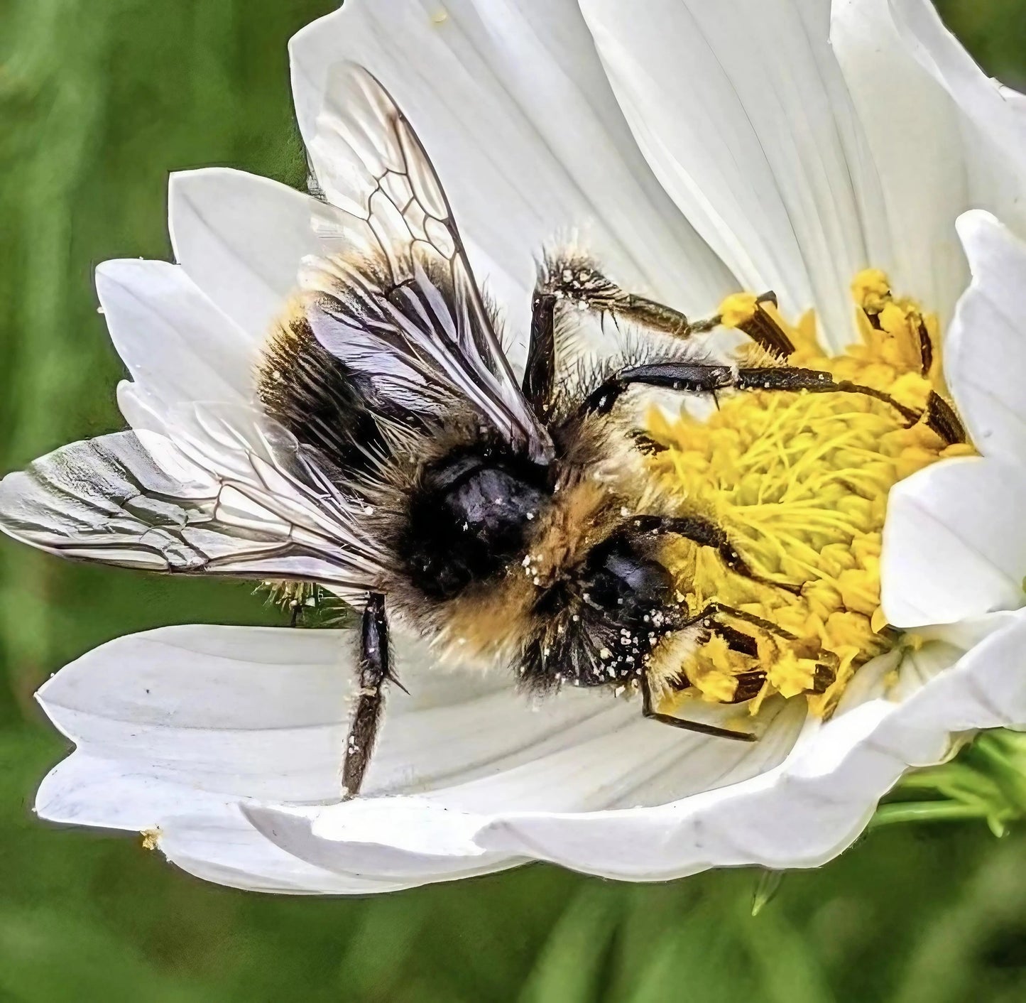 Cosmos Purity