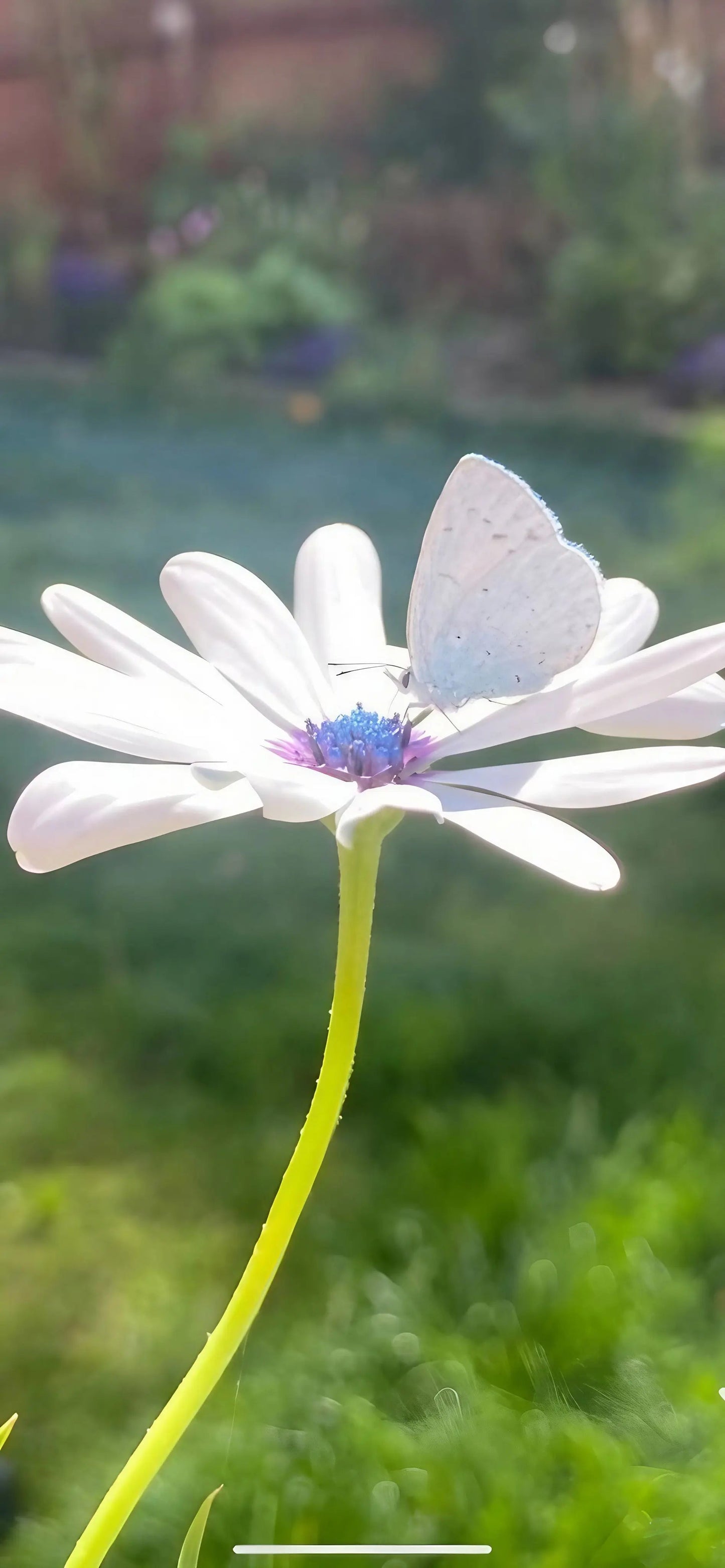 Osteospermum Sky and Ice - African Daisy