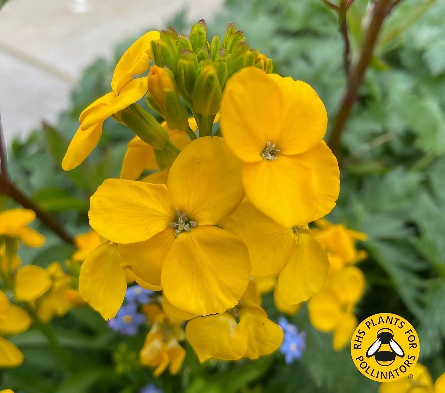 Wallflower Cloth of Gold