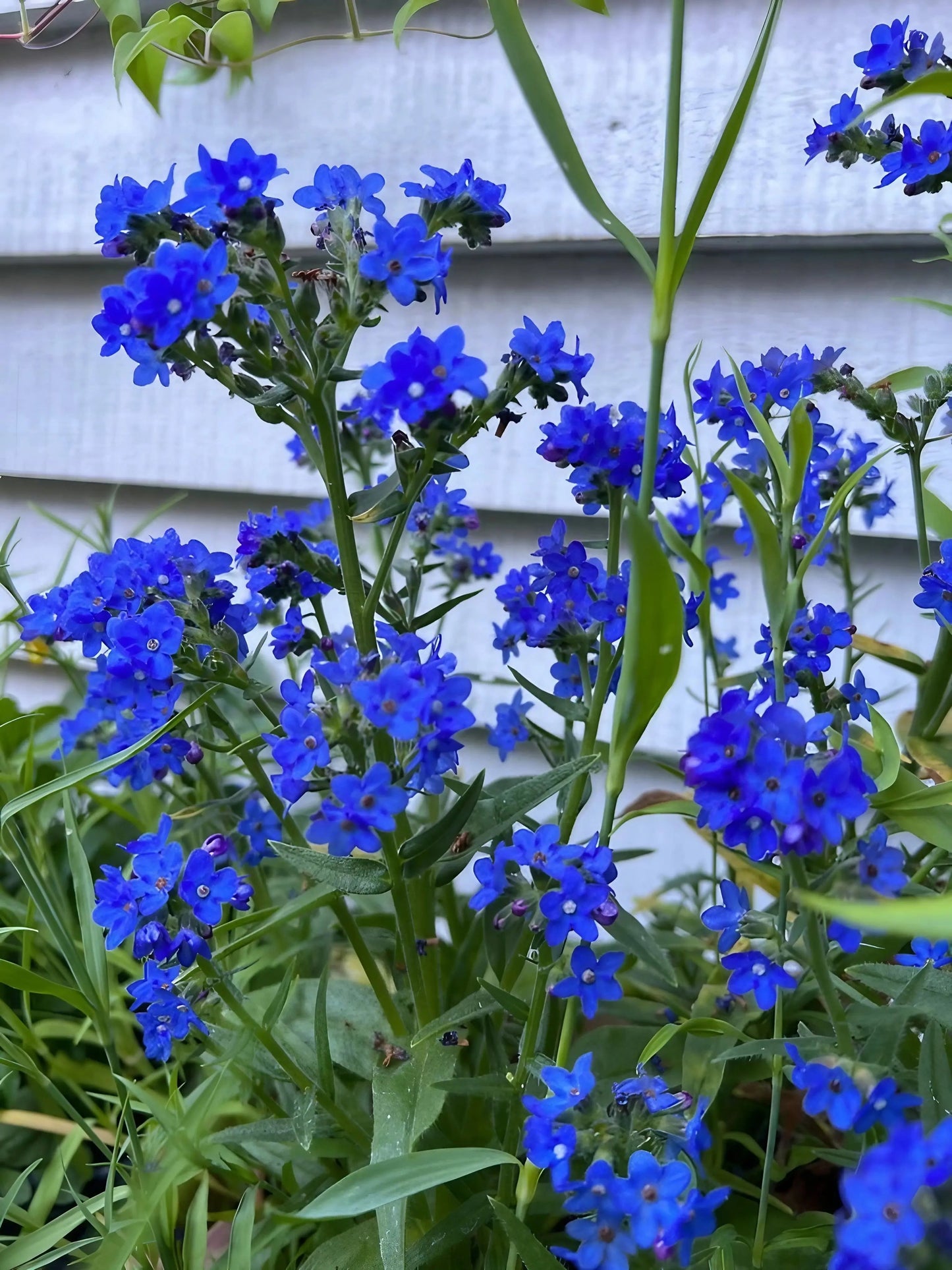 Anchusa Blue Angel
