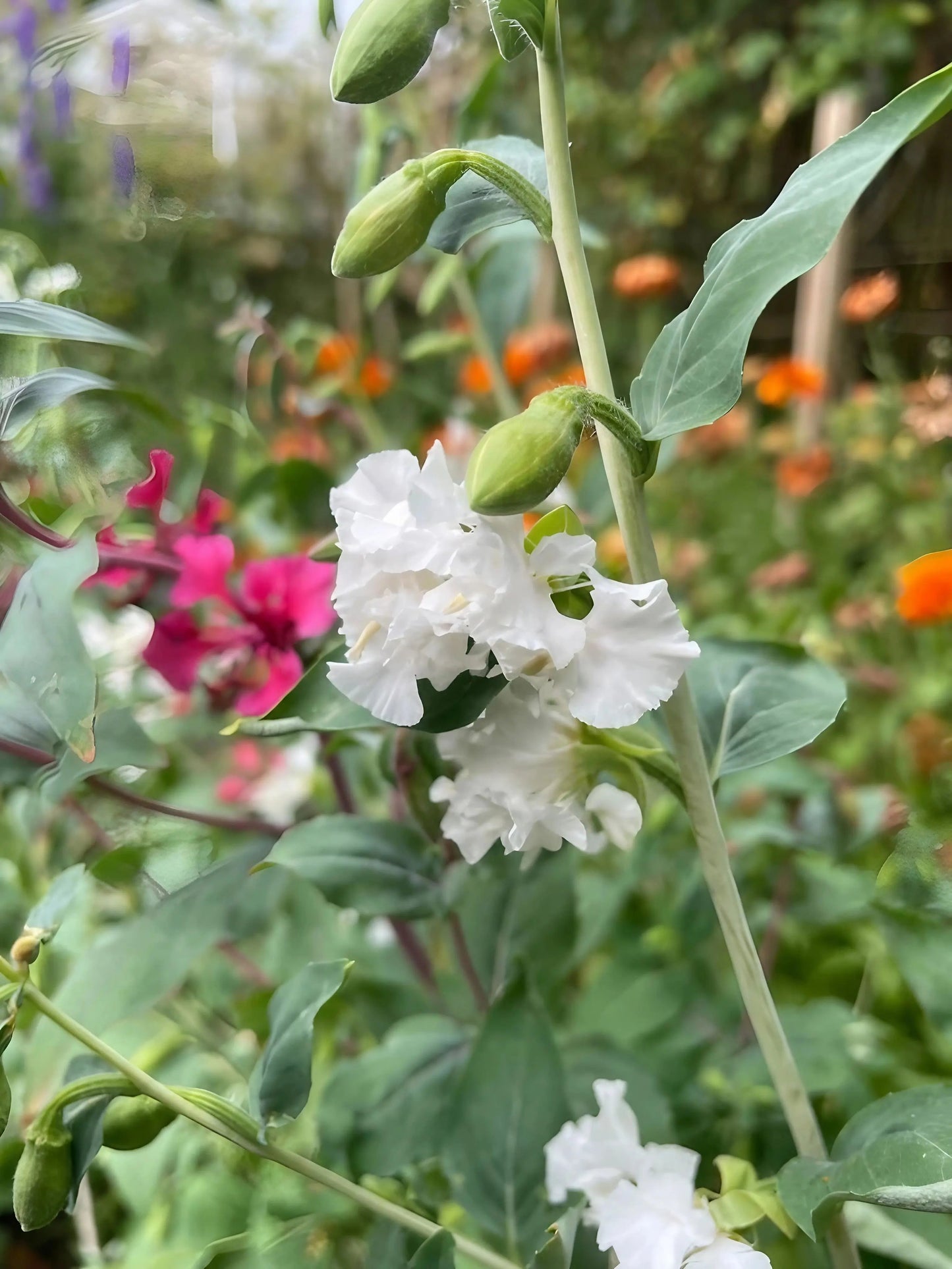 Clarkia Crown Double Mix