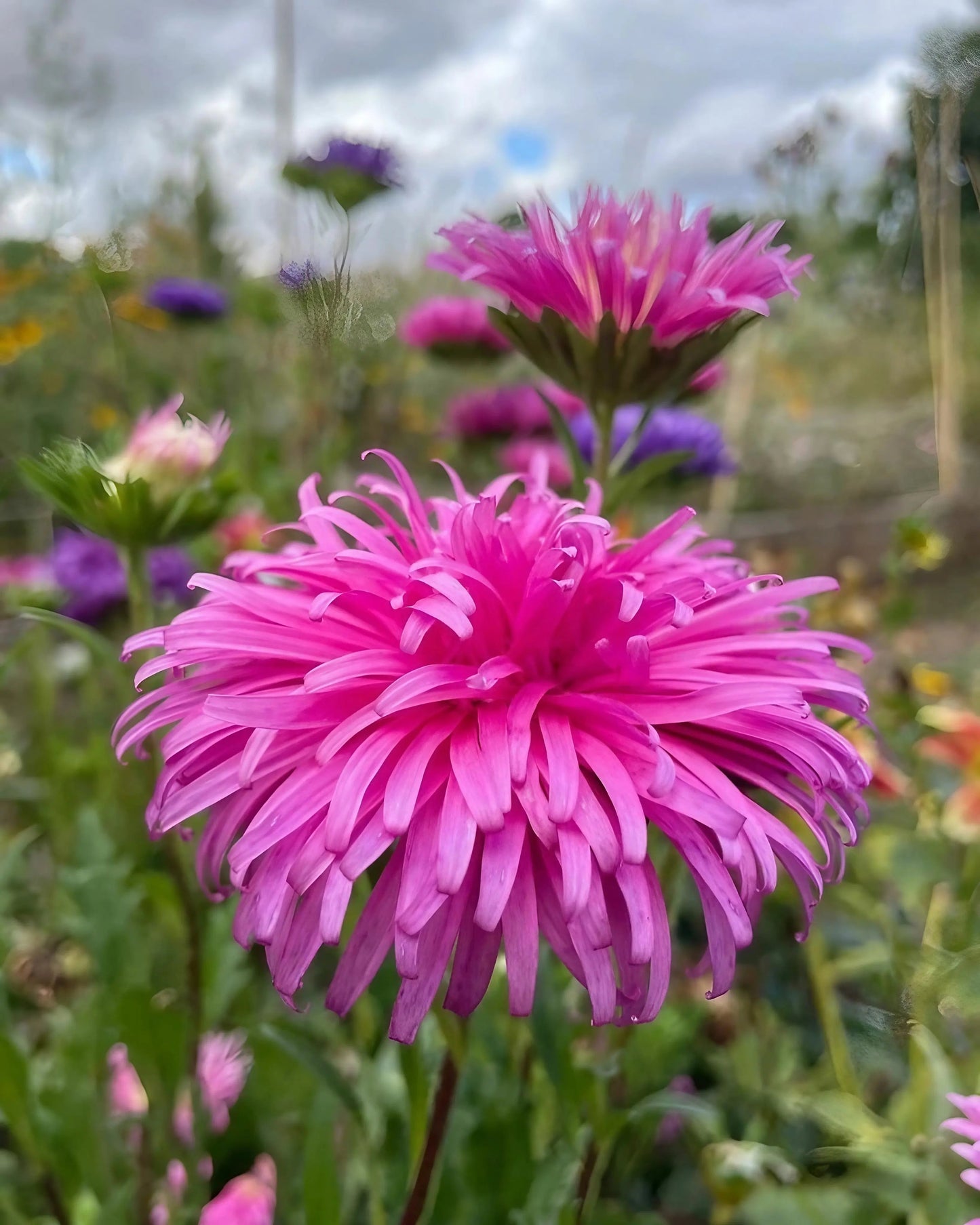 Aster Ostrich Plume