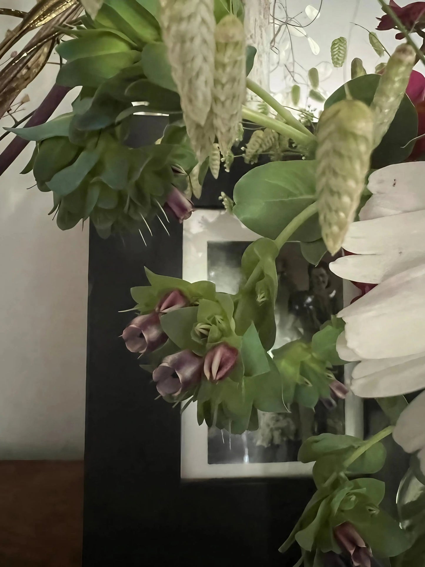 Cerinthe major Purpurascens