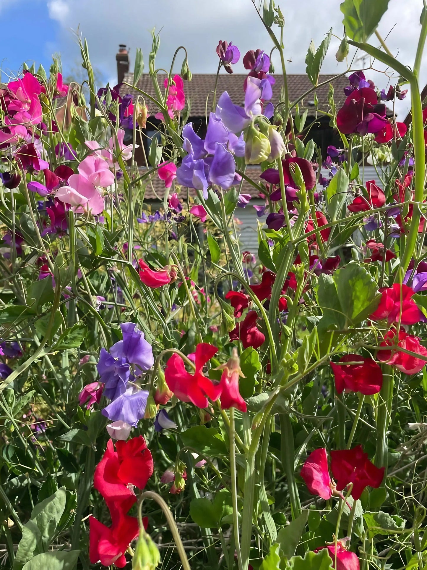 Sweet Pea Bishy Barnabee Mix