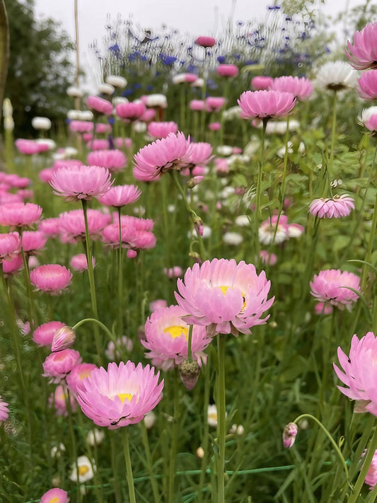 Strawflower Acroclinium Grandiflorum Mixed