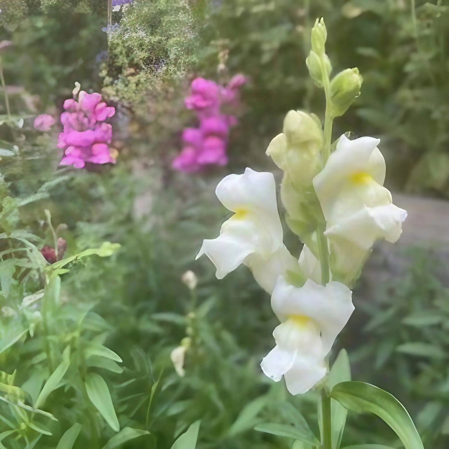 Antirrhinum Crown Mixed