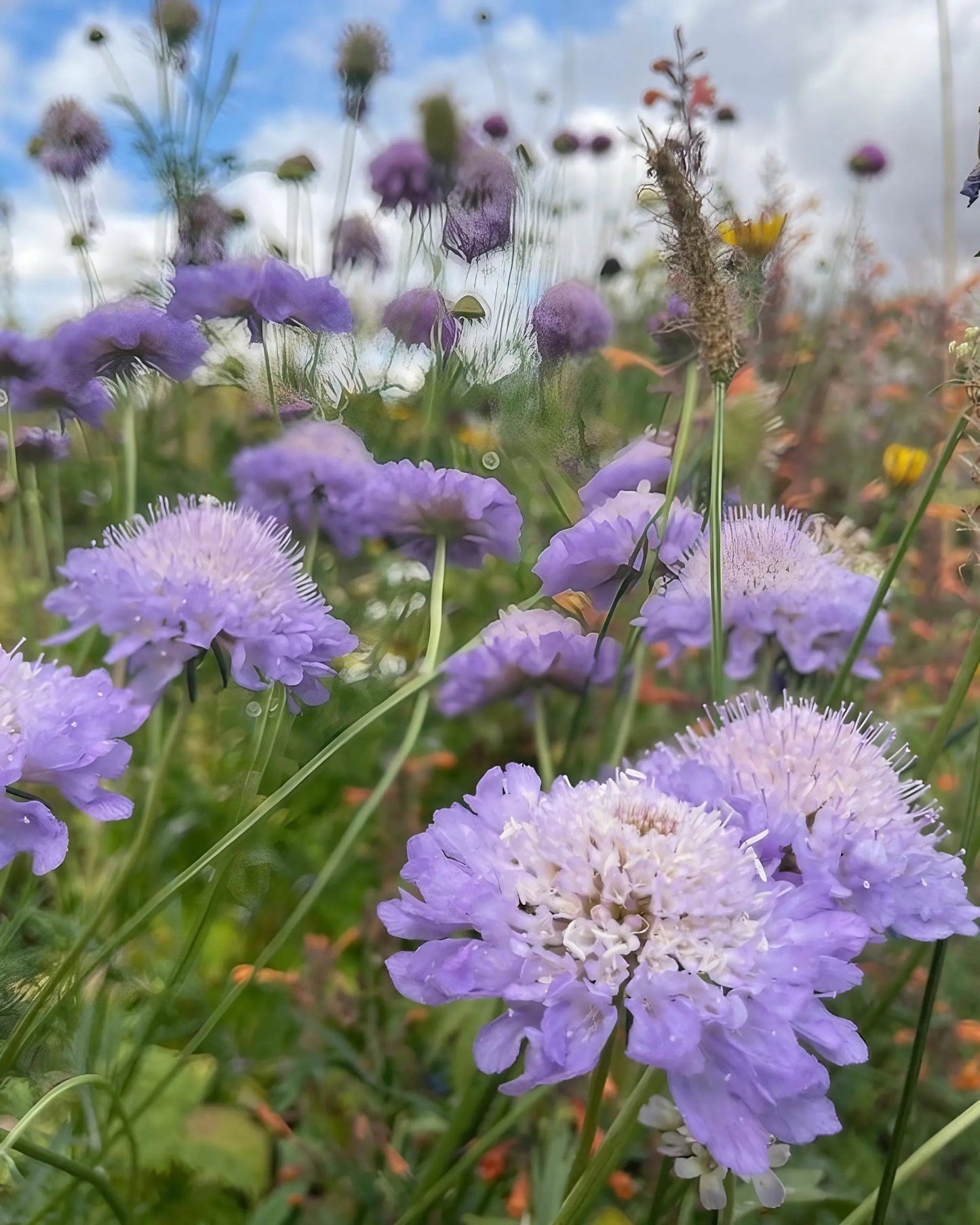 Scabious Imperial Mix