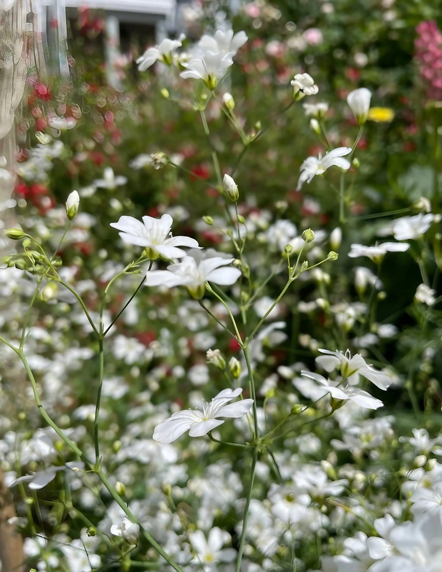 Gypsophila elegans Covent Garden