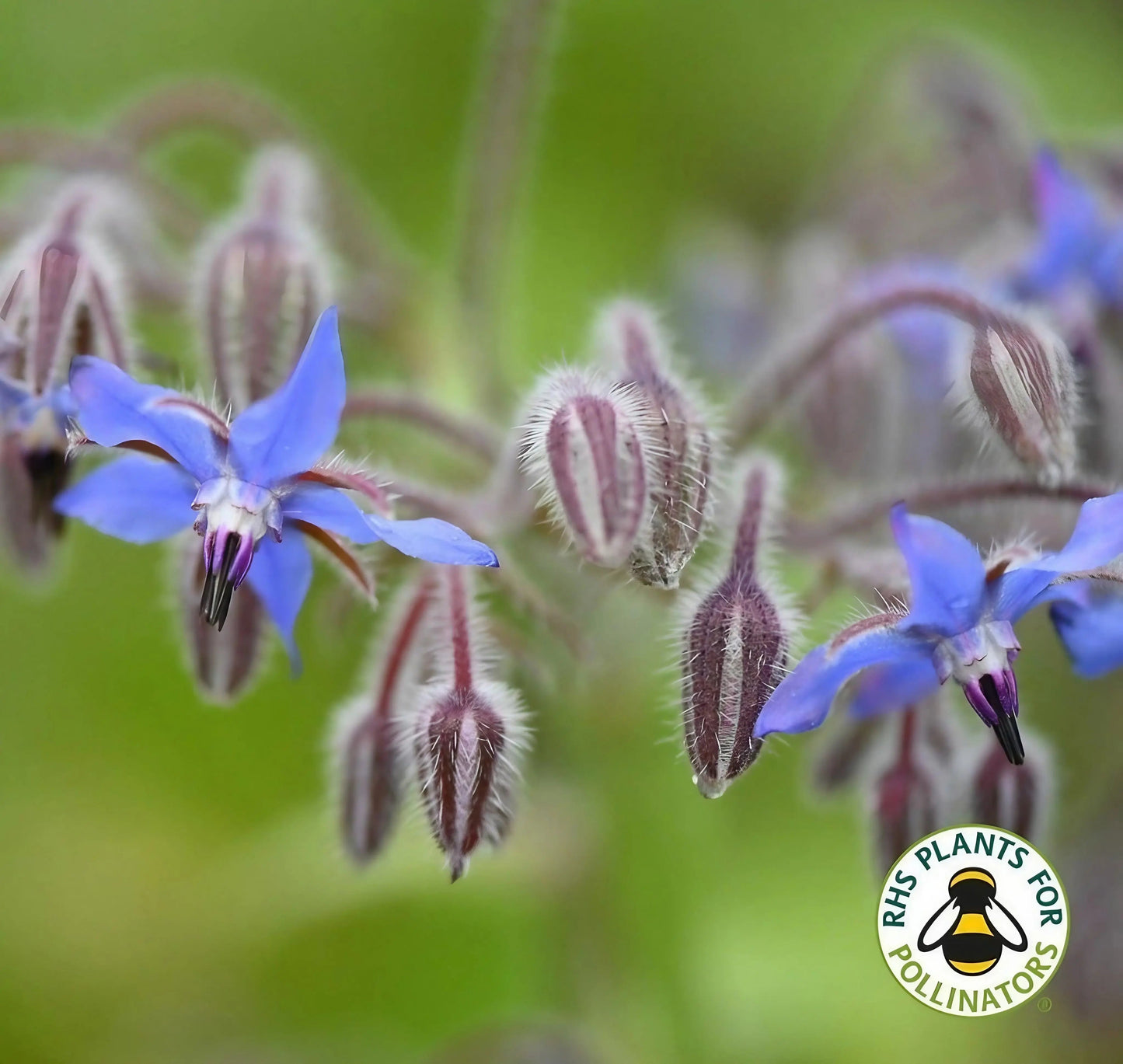 Borage