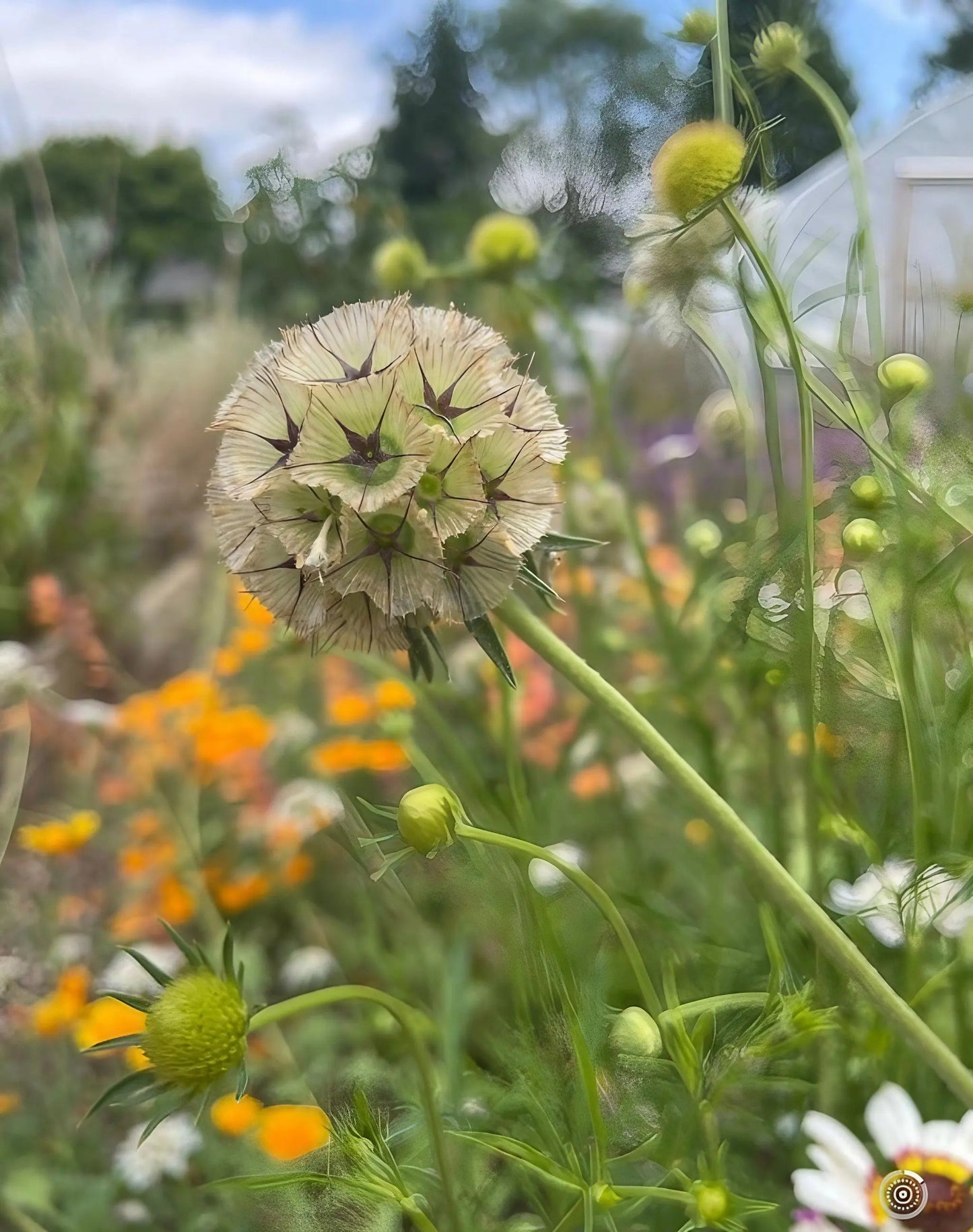 Scabiosa Stellata 'Drumstick'