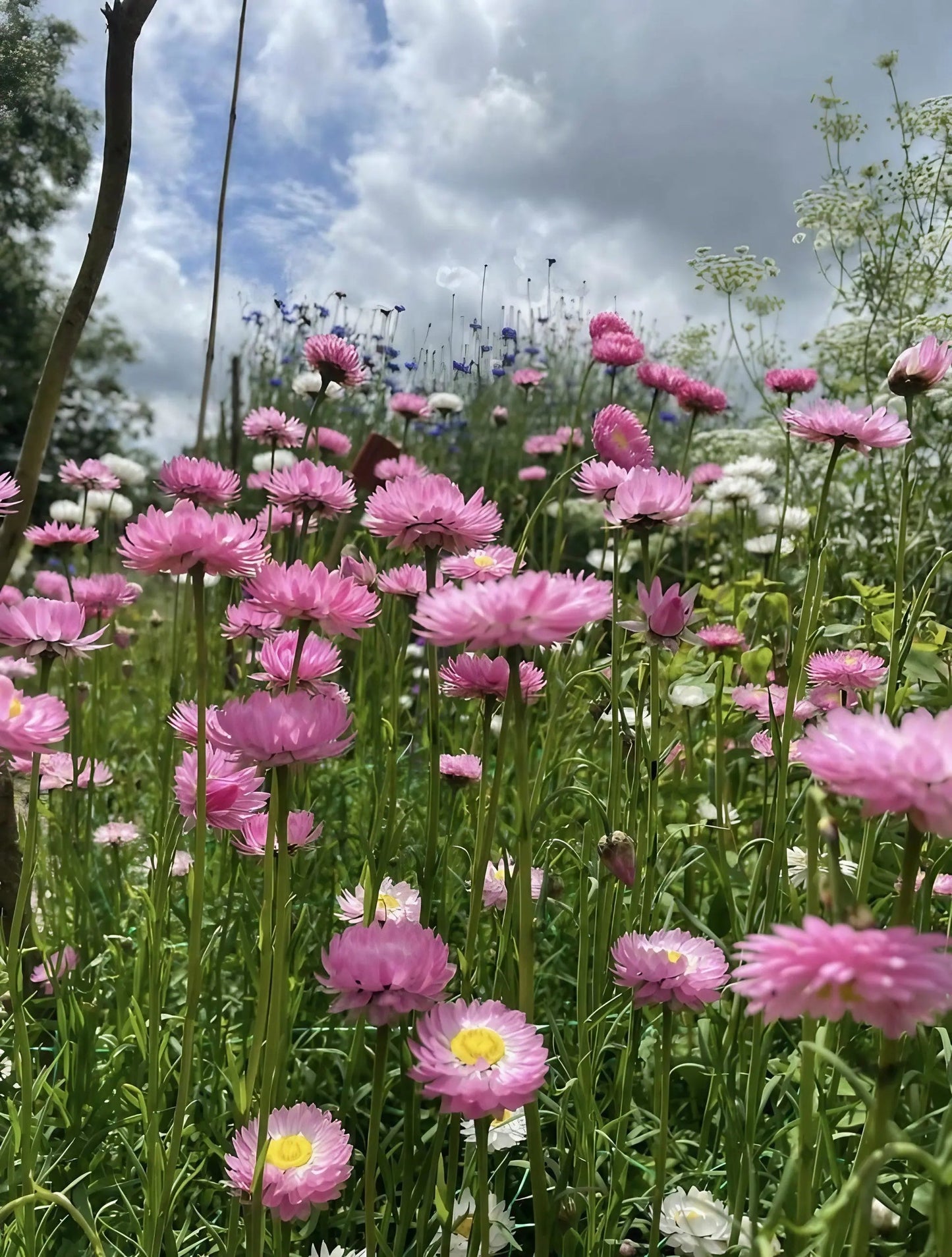 Strawflower Acroclinium Grandiflorum Mixed