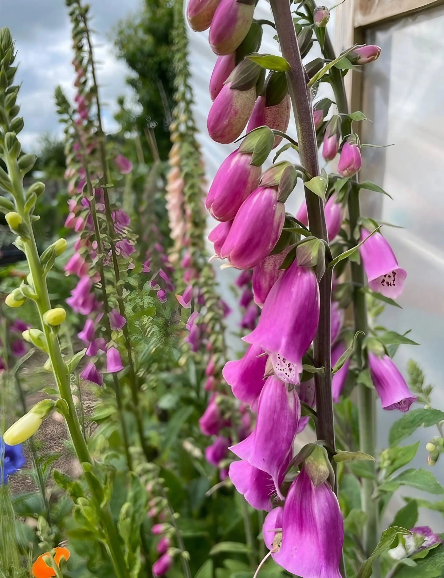 Foxglove Bishy Barnabee Mix