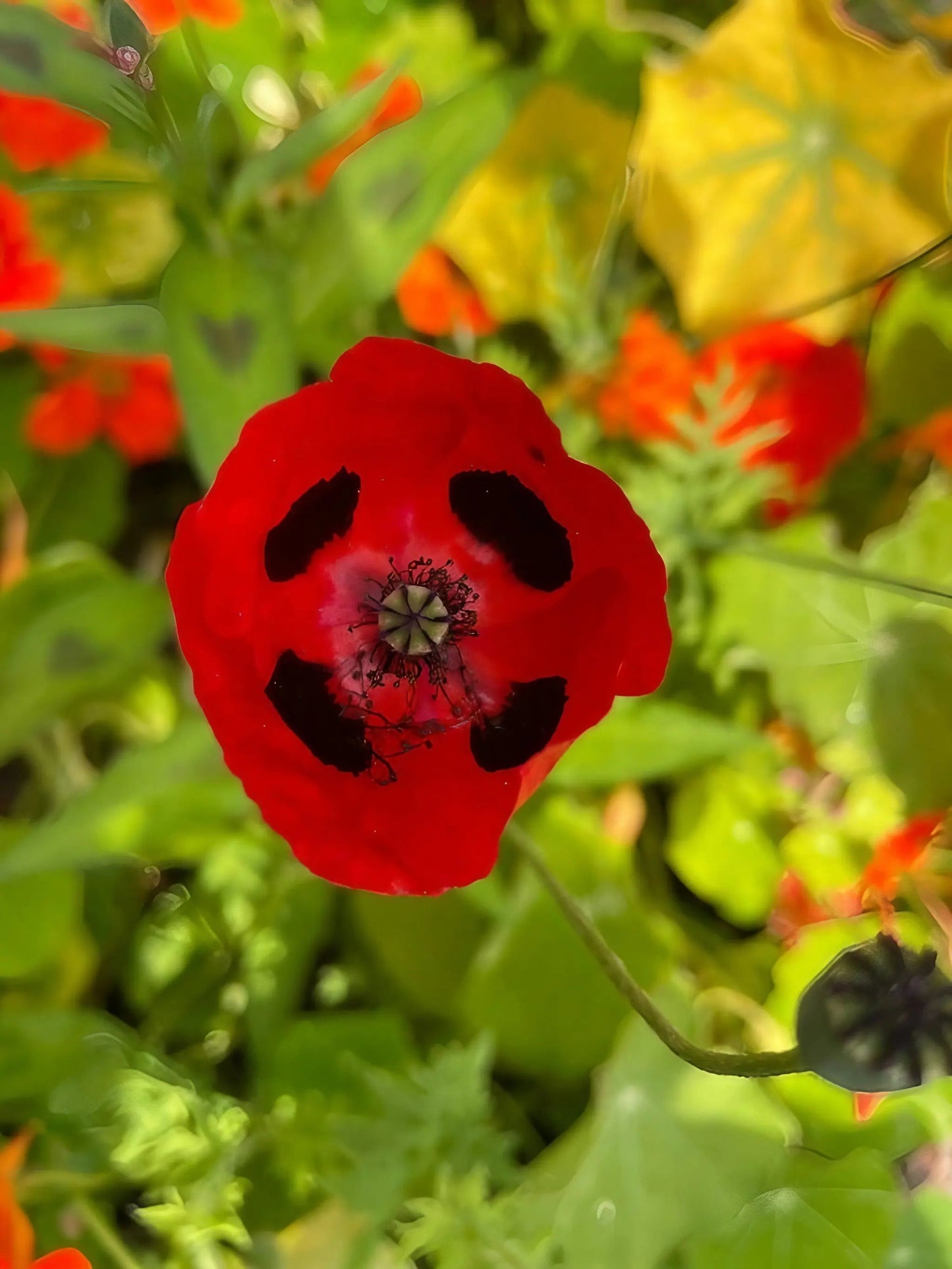 Poppy Ladybird
