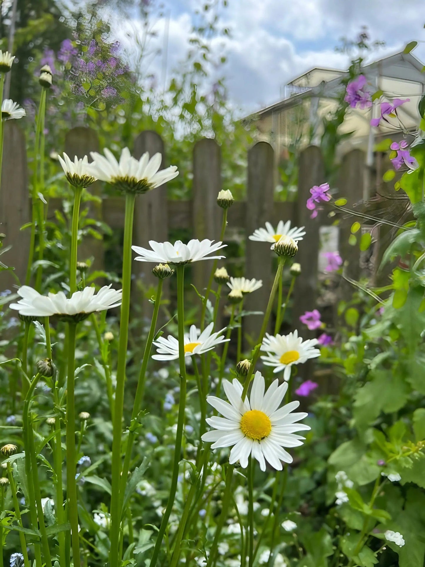 Oxeye Daisy
