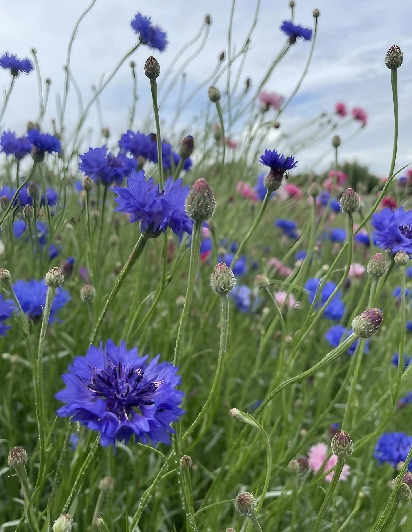 Cornflower Blue Ball