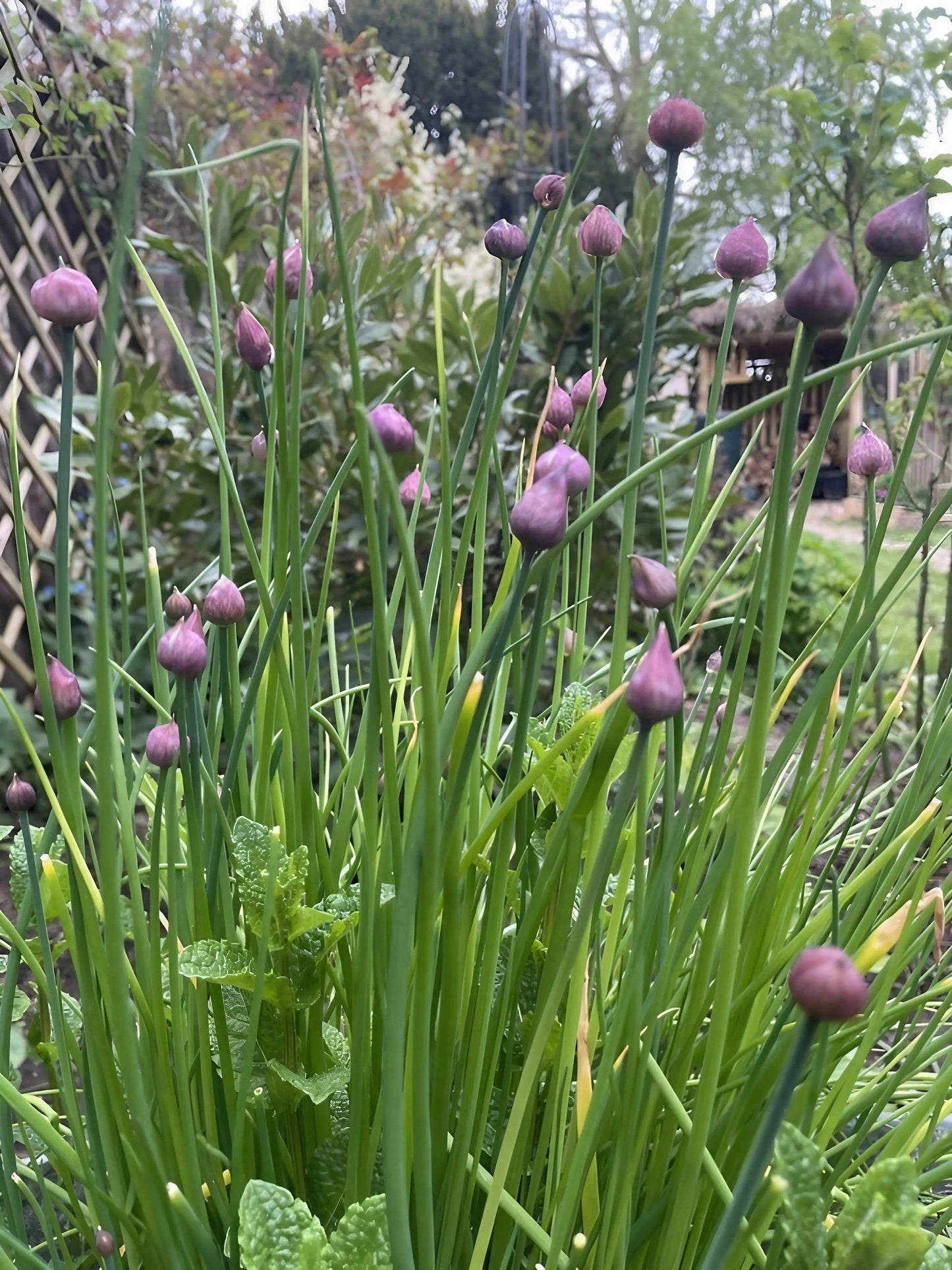 Chives