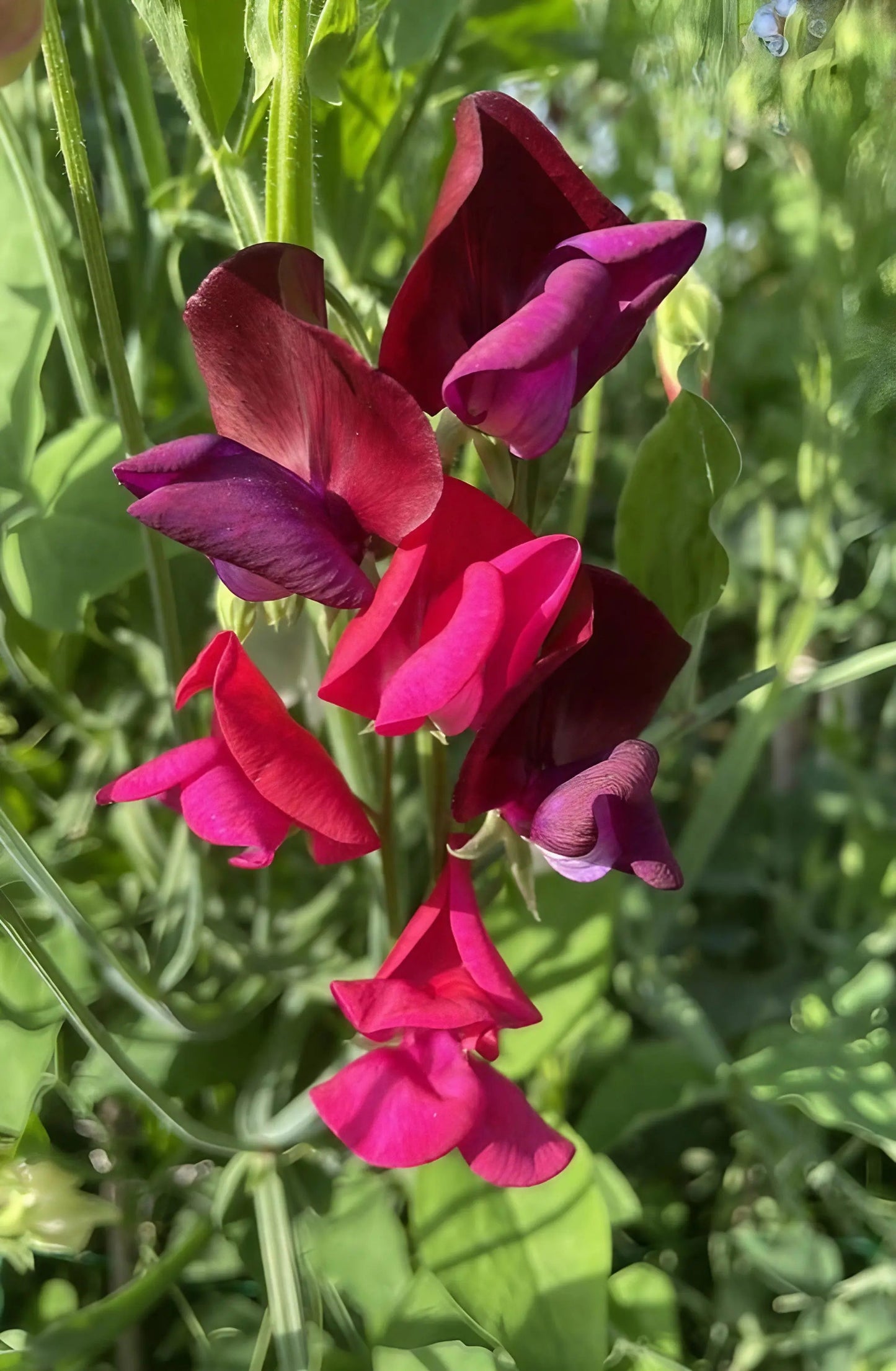 Sweet Pea Old Spice Starry Night