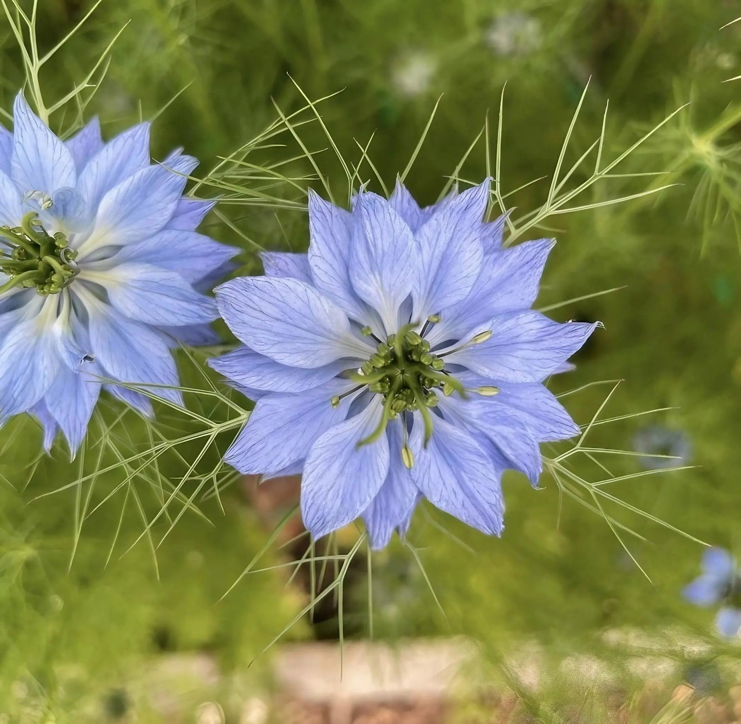 Nigella 'Miss Jekyll Mixed' (Love-in-a-mist)