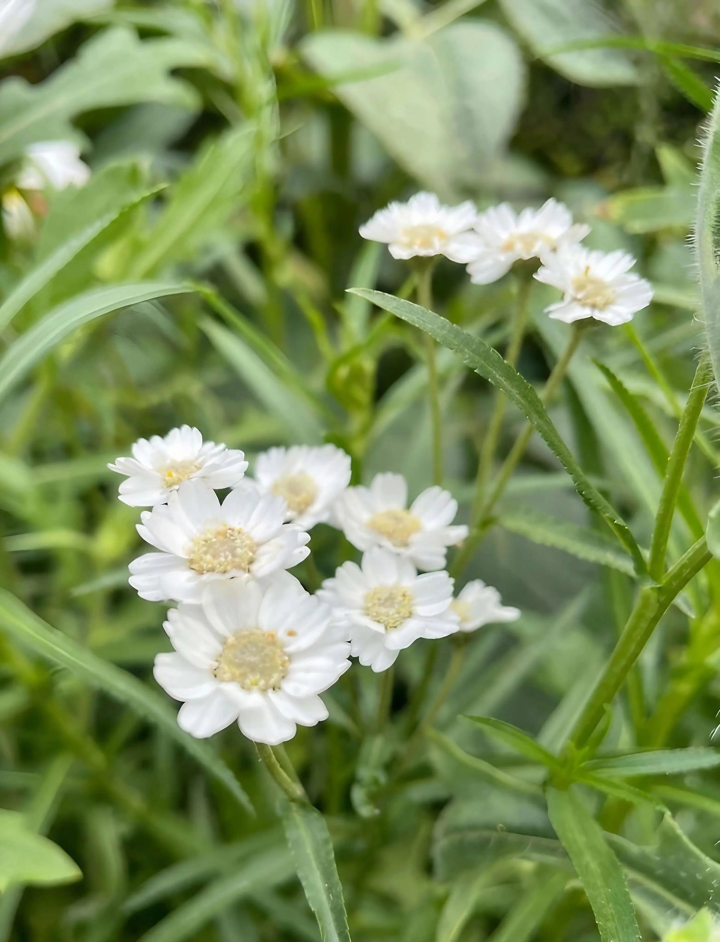 Achillea ptarmica Ballerina
