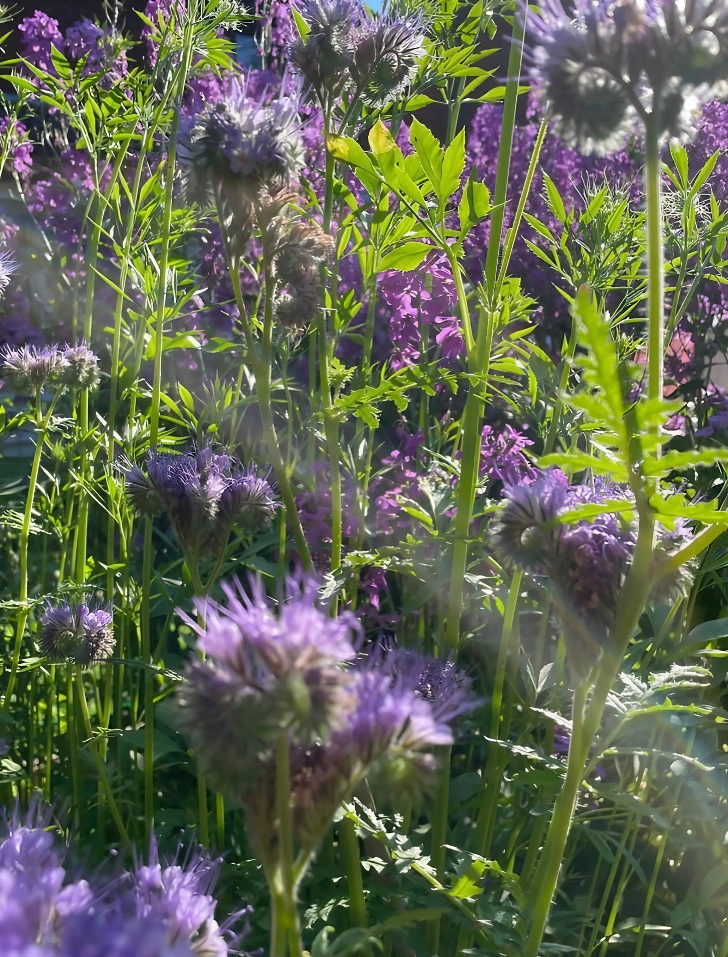 Phacelia Tanacetifolia