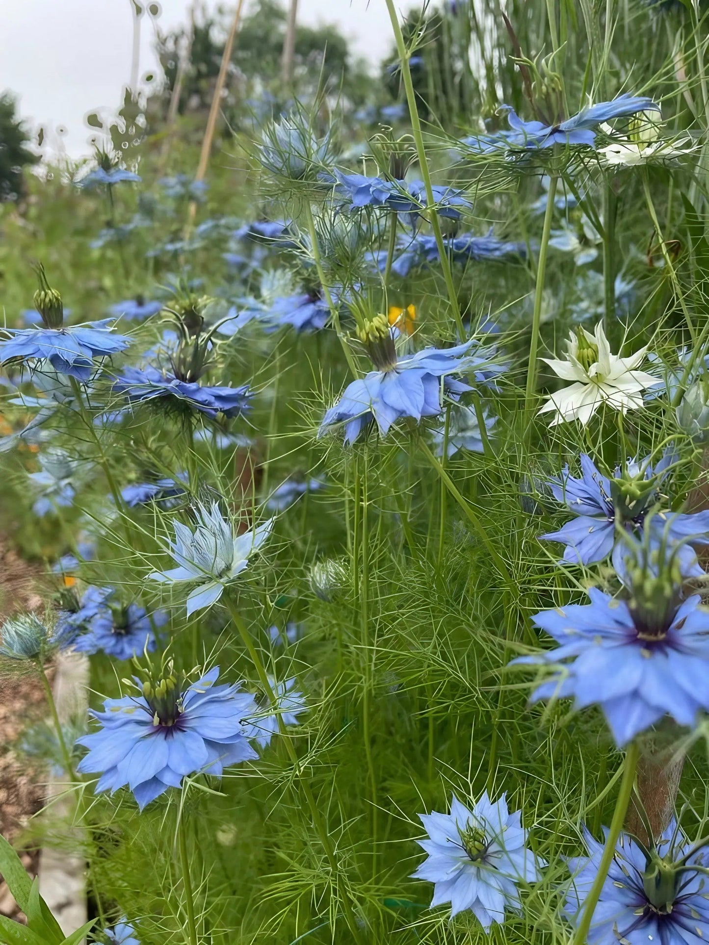 Nigella 'Miss Jekyll Mixed' (Love-in-a-mist)