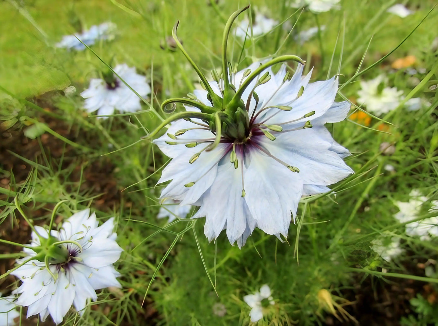 Nigella 'Miss Jekyll Mixed' (Love-in-a-mist)
