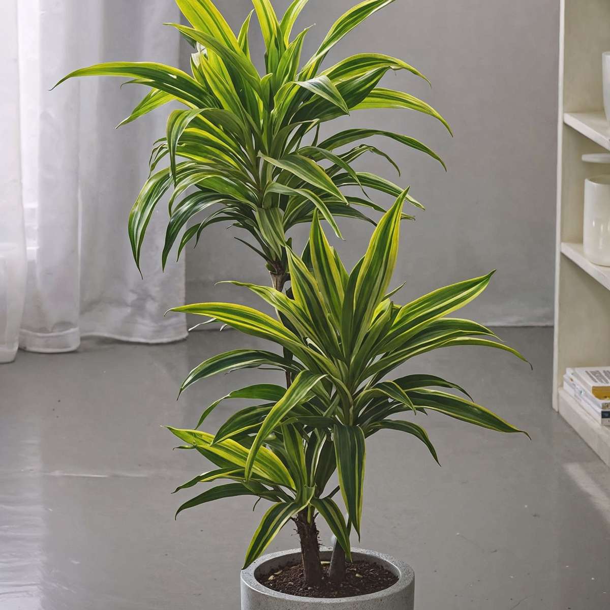Dragon Tree - 2 pcs. - Dracaena deremensis 'Lemon Lime' - Height 60-70cm - ⌀17cm
