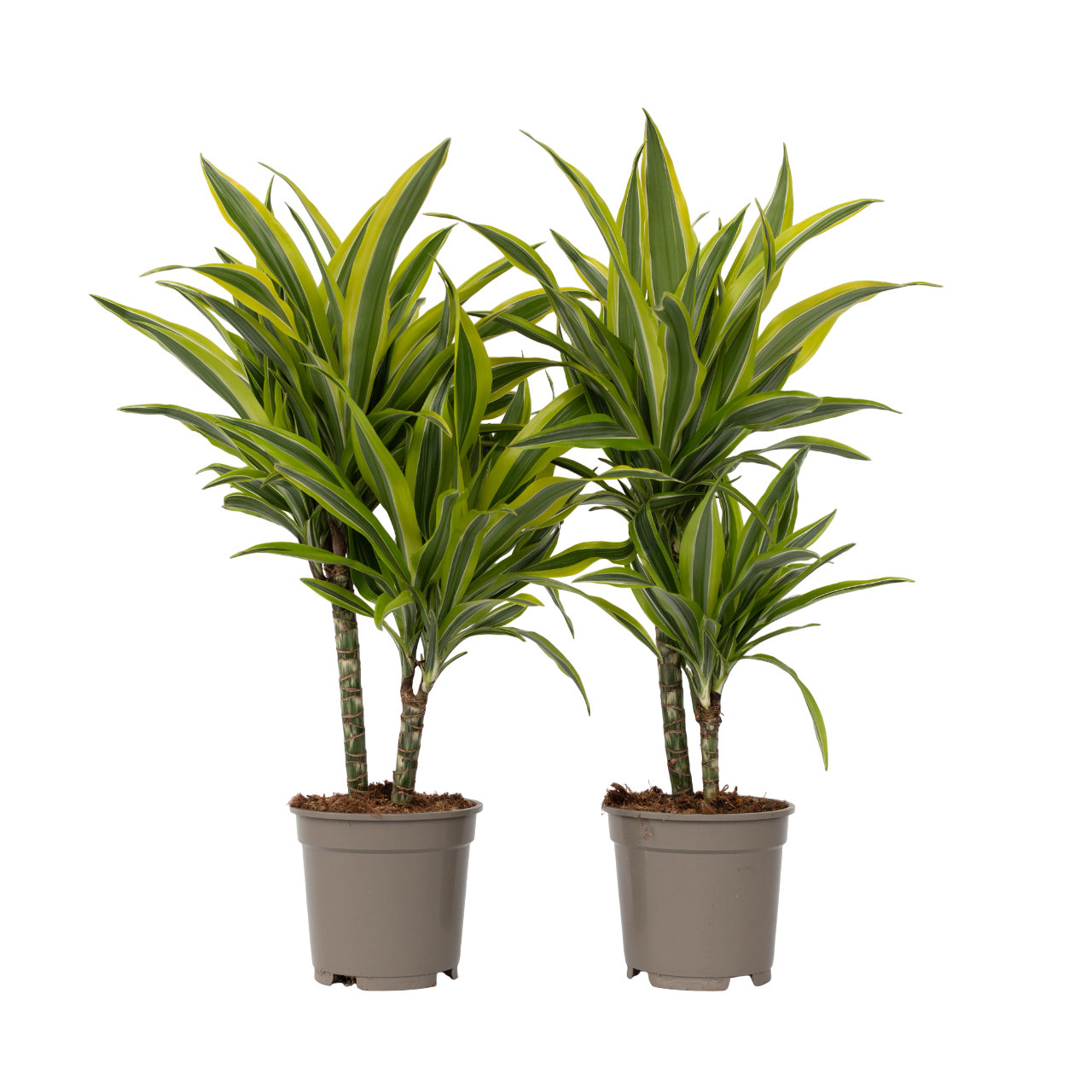 Dragon Tree - 2 pcs. - Dracaena deremensis 'Lemon Lime' - Height 60-70cm - ⌀17cm