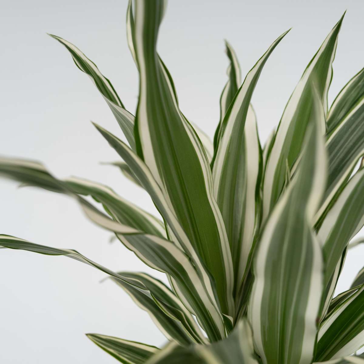 Dragon Tree - Dracaena deremensis 'White Stripe' - Height 60-70cm - ⌀17cm