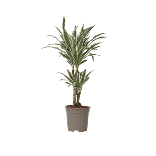 Dragon Tree - Dracaena deremensis 'White Stripe' - Height 60-70cm - ⌀17cm