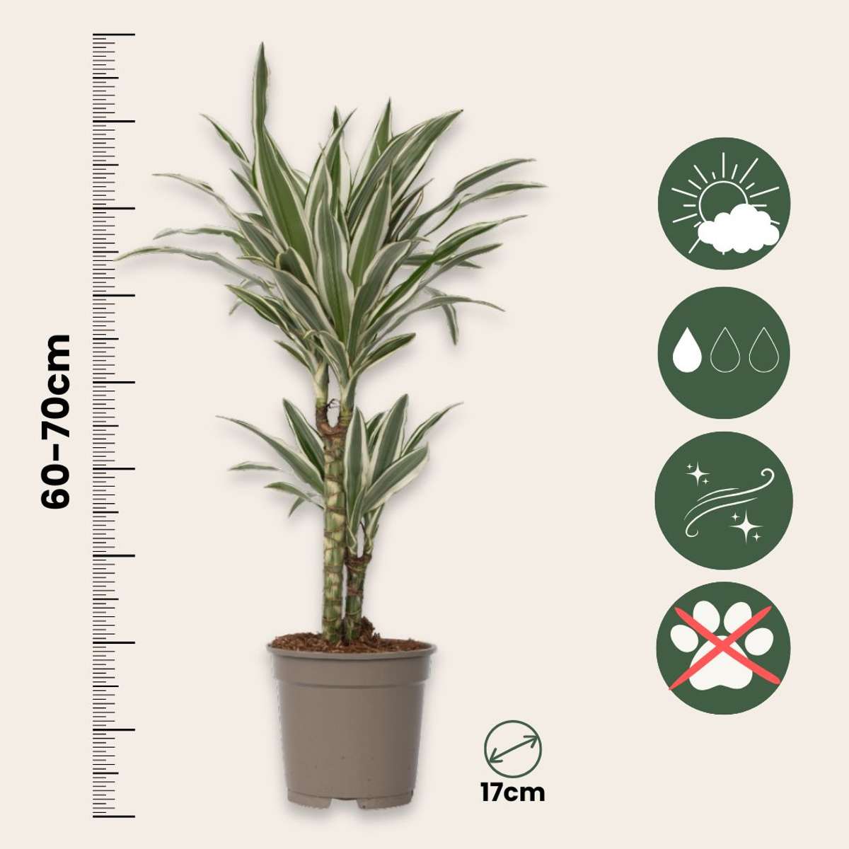 Dragon Tree - Dracaena deremensis 'White Stripe' - Height 60-70cm - ⌀17cm