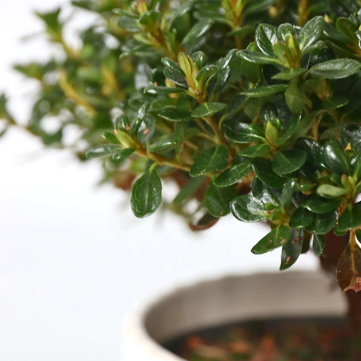 Azalea - 4 pcs. - Rhododendron azalea 'Anouk' - Height 25-40cm - ⌀17cm