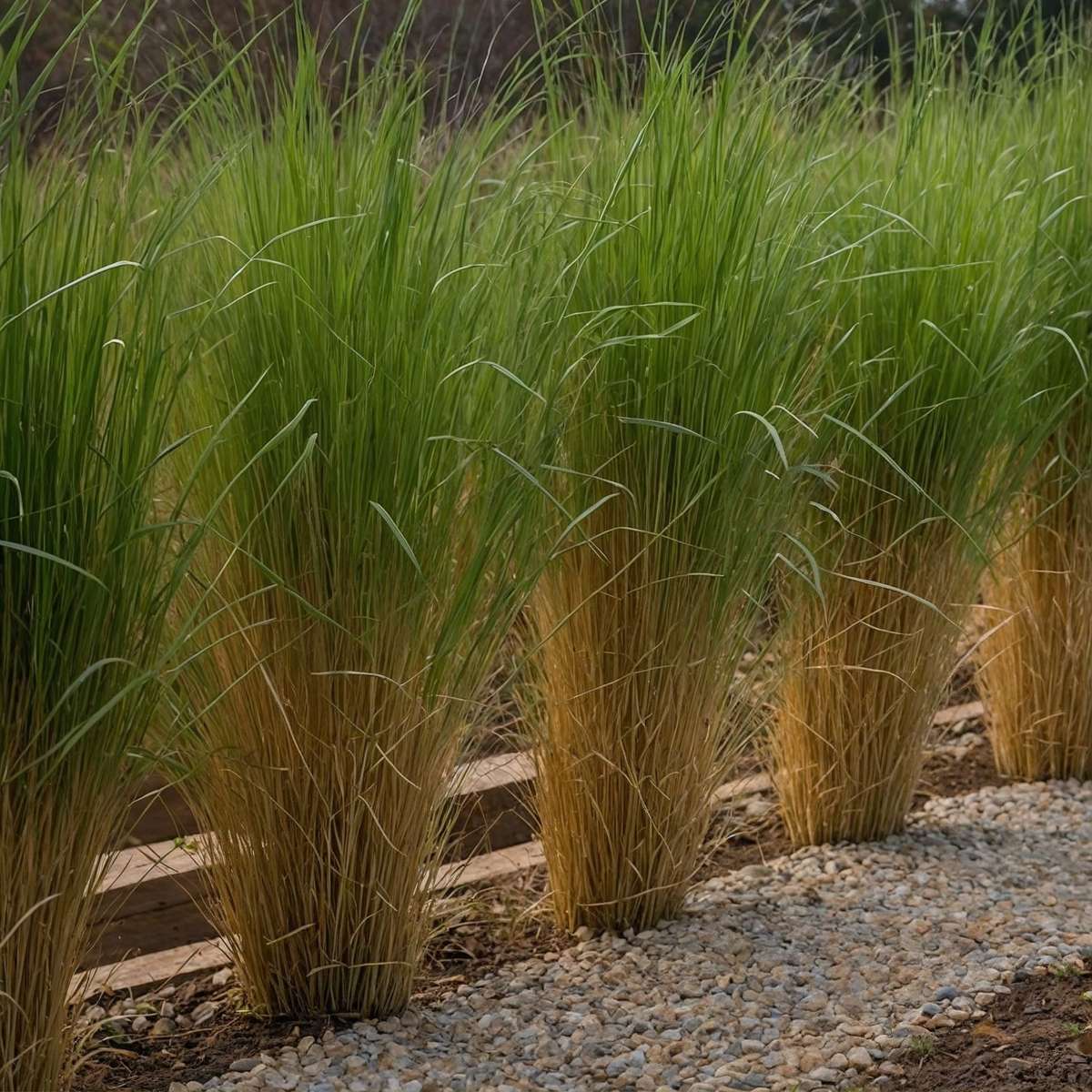 Switch grass - Panicum virgatum 'Northwind' - Height 40-60cm - ⌀23cm