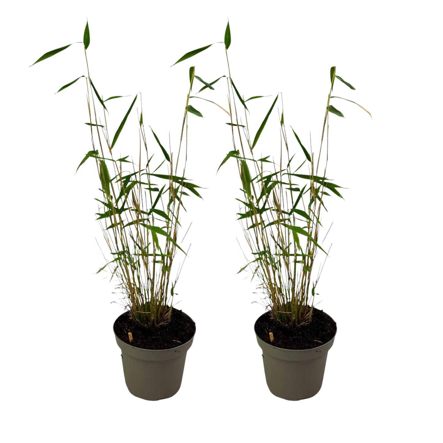 Blue Stem Bamboo - 2 pcs. - Fargesia papyrifera 'Blue Dragon' - H30-40cm - ⌀13cm