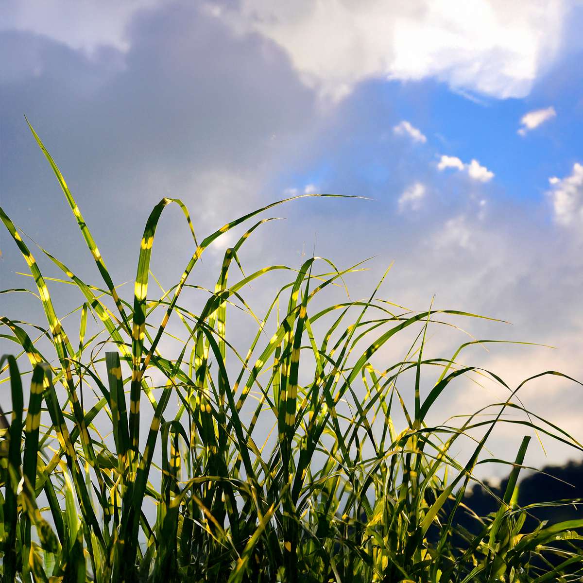 Chinese silver grass - 2 pcs. - Miscanthus 'Zebrinus' - Height 20-30cm - ⌀23cm