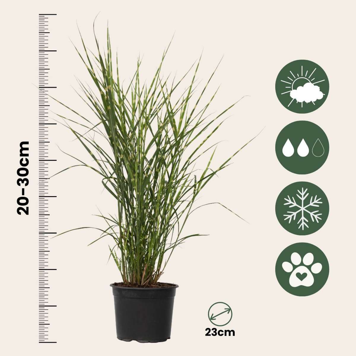 Chinese silver grass - 2 pcs. - Miscanthus 'Zebrinus' - Height 20-30cm - ⌀23cm