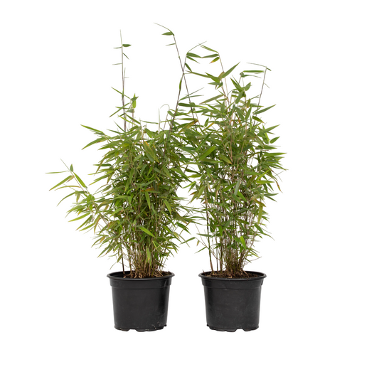 Chinese fountain bamboo - 2 pcs. - Fargesia 'Red Dragon' - H50-70cm - ⌀17cm