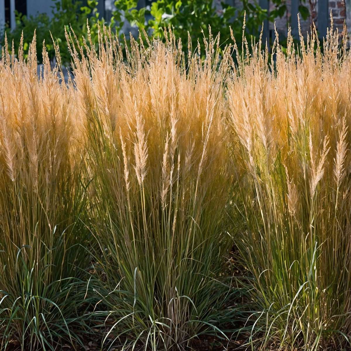 Feather Reed Grass - Calamagrostis 'Karl Foerster' - Height 40-60cm - ⌀23cm