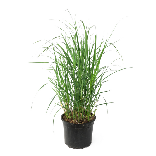 Feather Reed Grass - Calamagrostis 'Karl Foerster' - Height 40-60cm - ⌀23cm