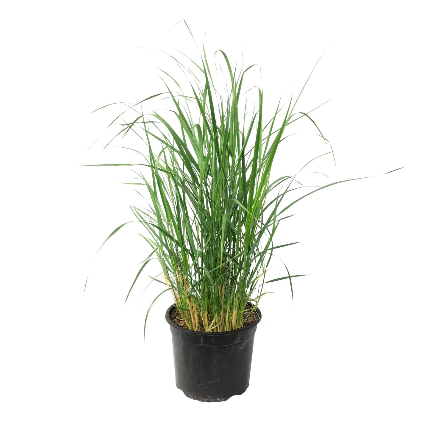 Switch grass - Panicum virgatum 'Heavy Metal' - Height 40-60cm - ⌀23cm
