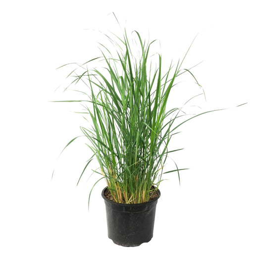 Switch grass - Panicum virgatum 'Heavy Metal' - Height 40-60cm - ⌀23cm
