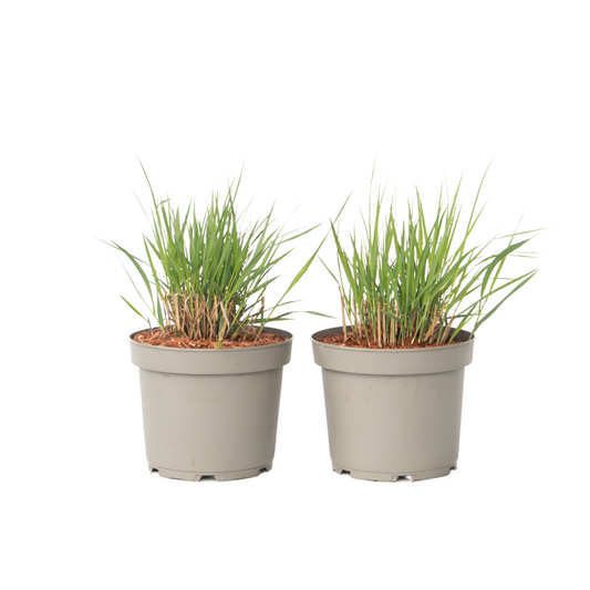 Switch grass - 2 pcs. - Panicum virgatum 'Heavy Metal' - Height 40-60cm - ⌀23cm