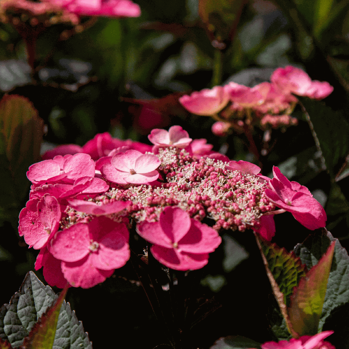 Hortensia - 2 pcs. - Hydrangea 'Dare Devil' - Height 25-40cm - ⌀19cm