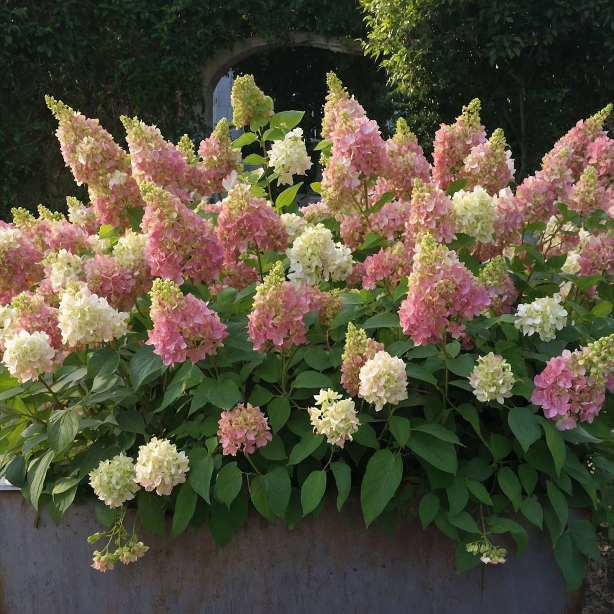 Hortensia - 2 pcs. - Hydrangea paniculata 'Candlelight' - Height 25-40cm - ⌀19cm