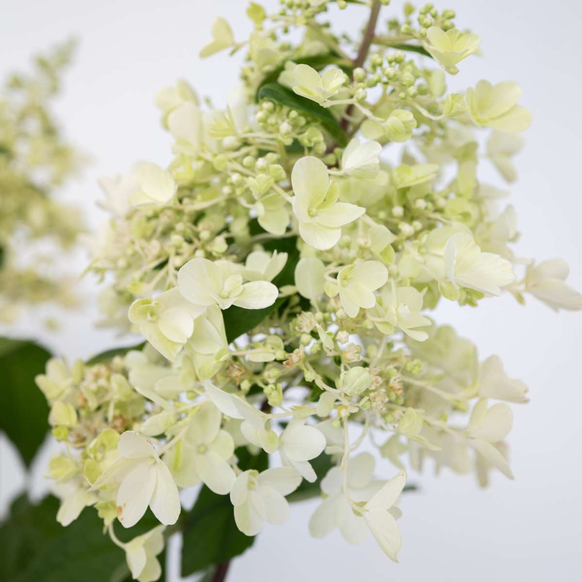 Hortensia - 2 pcs. - Hydrangea paniculata 'Candlelight' - Height 25-40cm - ⌀19cm